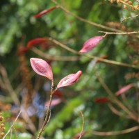 Peltophorum pterocarpum (DC.) Backer ex K.Heyne